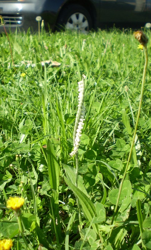 soltando due Spiranthes...